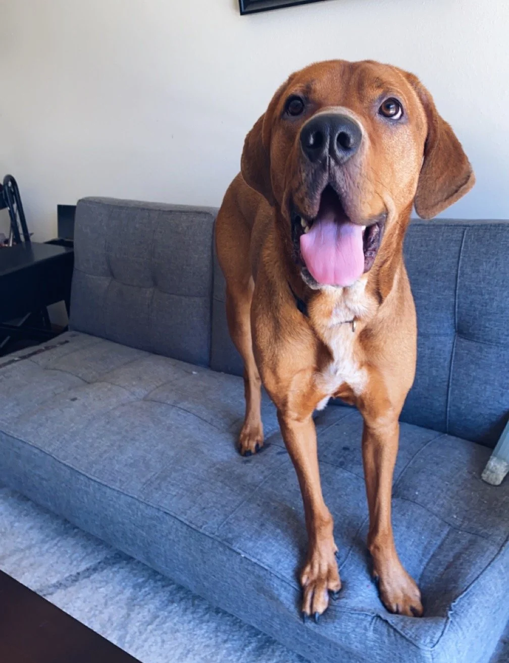 Redbone coonhound best sale rottweiler mix